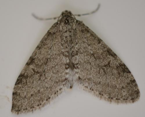 Réf. 214 227 : Trichopteryx carpinata